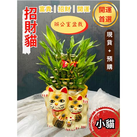 招財室內植物|風水植物｜不只富貴竹！7款招財/招桃花植物推介+不 